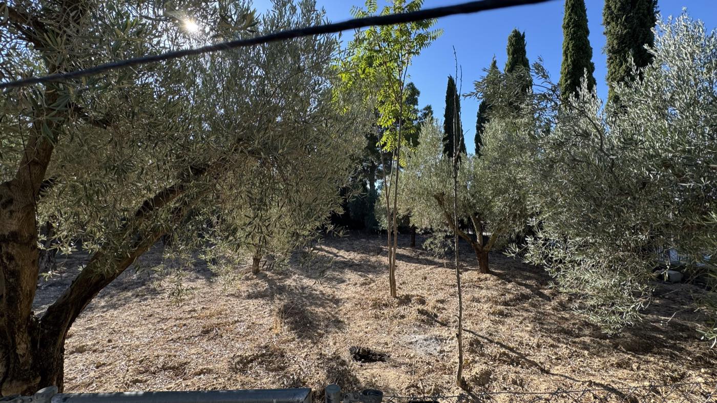 Olivos de la parcela, con cipreses al fondo